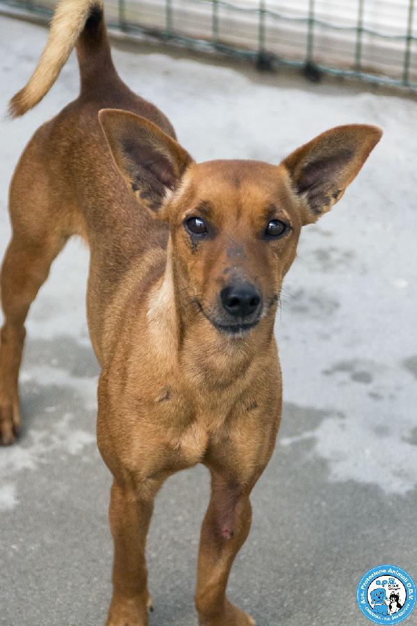 Dea, 5 Kg Di Coraggio E Simpatia